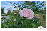 Traumhafter Bungalow mit super Energieeffizienz in Neuburg zu verkaufen - Rose