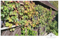Weinernte