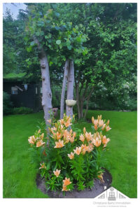Lilien